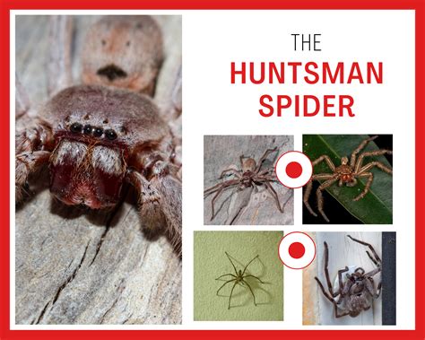 Huntsman Spider Size