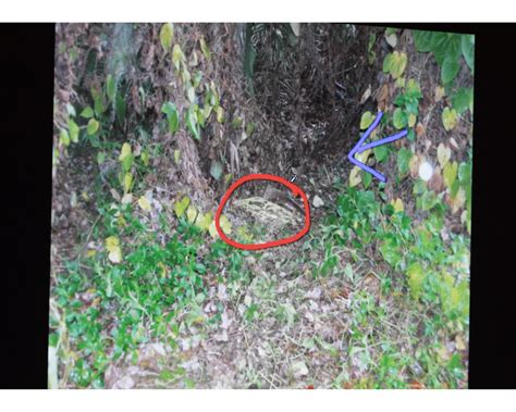 Revisit Caylee Anthony Crime Scene Photos After Casey Accuses Her Dad ...