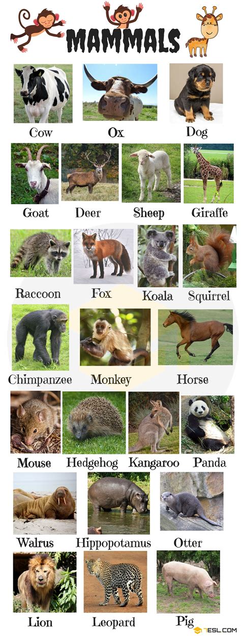 List of mammals in english different types of mammals with pictures ...