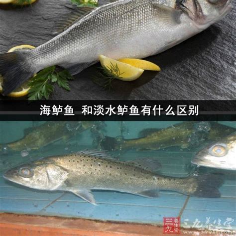 白蕉海鲈_广东特产白蕉海鲈 - 香哈网