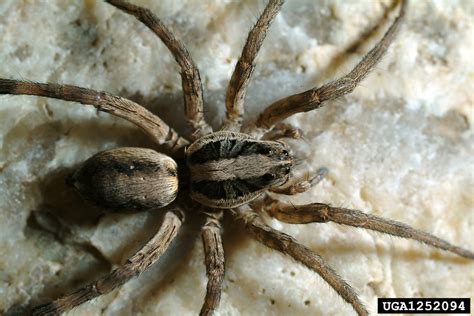 wolf spider (Rabidosa rabida (Walckenaer, 1837))