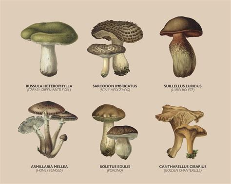 Mushroom Types And Names at Sophia Hoff blog