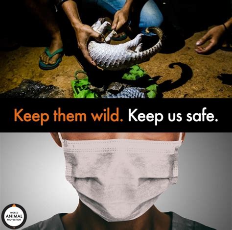 The coronavirus pandemic and our relation to wild animals