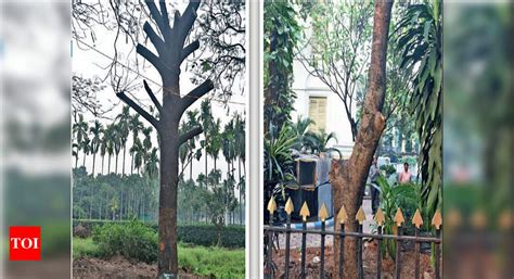 3 months after HC order, Metro trees get new homes | Kolkata News ...