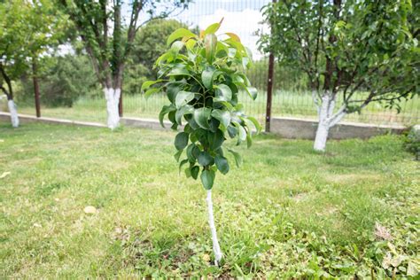 Image result for Pruning Columnar Apple Trees