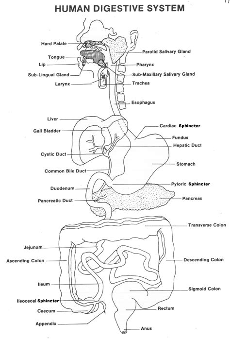 Image result for Digestive System Template
