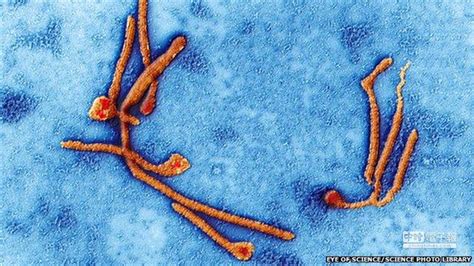 得提防 殺手級伊波拉病毒感染途徑有3種 - 科技 - 中時電子報