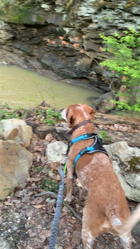 Hooting And Hollering