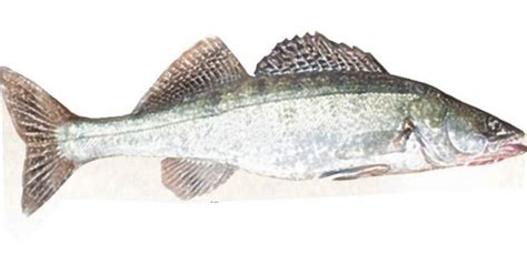 Poštovani gospodine, obraća vam se jedan običan smuđ