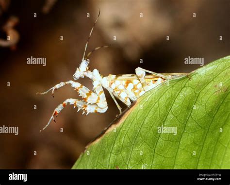 Walking flower mantis hi-res stock photography and images - Alamy