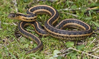 Image result for A Snake Using a Computer