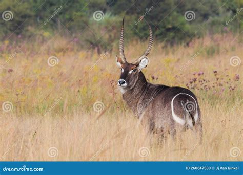 African Waterbuck Antelope in Grassland Kobus Ellipsiprymnus Stock ...