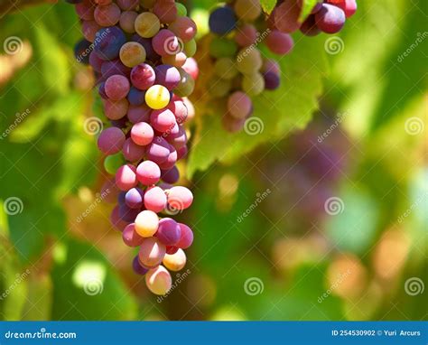 Red Grapes or Fruit Growth in a Wine Farm or Vineyard during Spring or ...