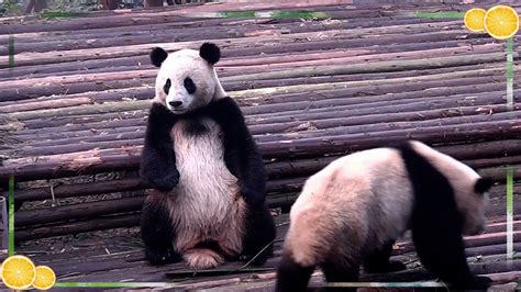 离江苏省最近的熊猫基地是哪里？最好有几个月的小熊猫_江苏省熊猫小熊猫
