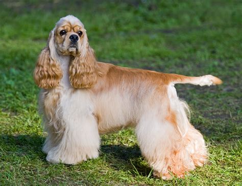 Cocker Spaniel Dog Breed Information - Continental Kennel Club