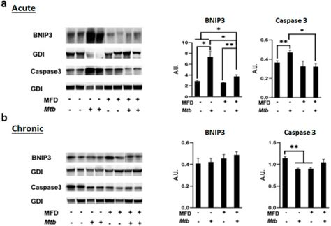 Diets Differently Regulate Pulmonary Pathogenesis and Immune Signaling ...