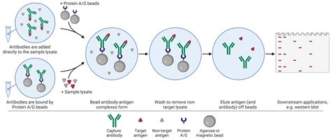 Immunoprecipitation (IP): The Complete Guide | Antibodies.com