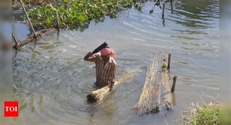 Kendrapada farmers seek better support price for jute | India News ...
