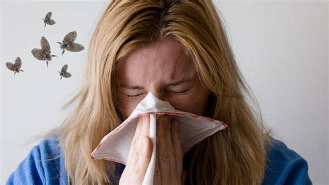 Do Drain Flies Bite Humans? Can You Get Sick from Drain Flies?