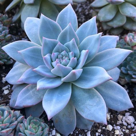 If You Have A Succulent Garden, You Don't Want To Miss These Blue ...
