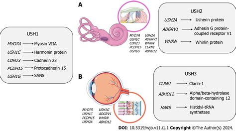 Usher Syndrome Donation Supports Usher Syndrome Research