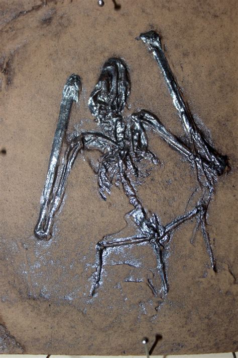 Millionen Jahre älter als der Mensch: Evolution der Fledertiere ...