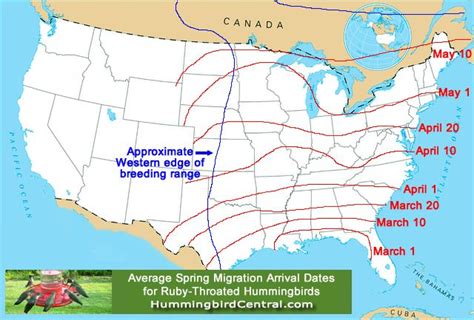Image result for Hummingbird Spring Arrival Map