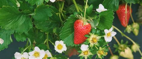Strawberry Picking Near Charlotte NC | Carrigan Farms