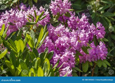 Purple Flowers of Rhododendron. Evergreen Shrub Stock Image - Image of ...