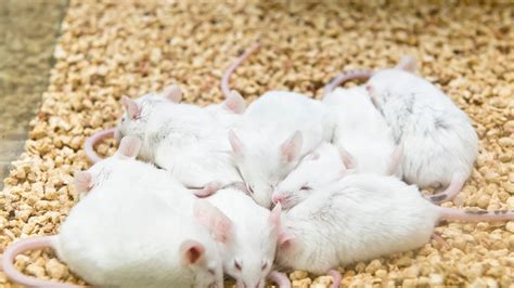 Ultrasound Pulses to Brain Send Mice Into a Hibernation-Like State ...