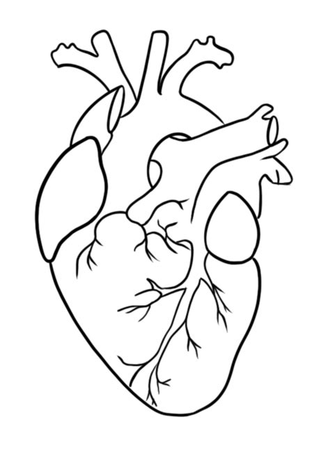 Report abuse outline of a human heart png transparent with clear ...