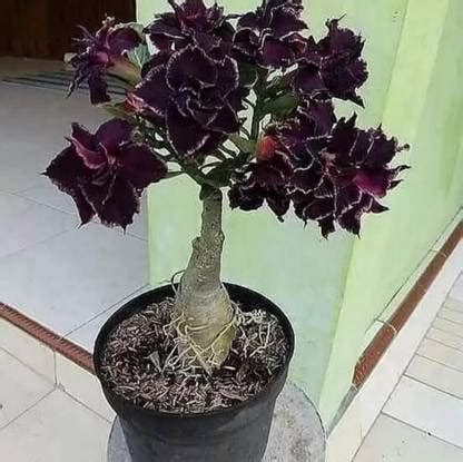 Greenery Nursery Adenium Plant Price in India - Buy Greenery Nursery ...