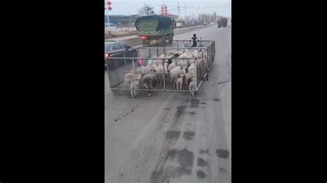 video of sheep walking on the streets with help jugad technique viral ...