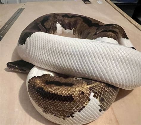 Image result for Giant Ball Python