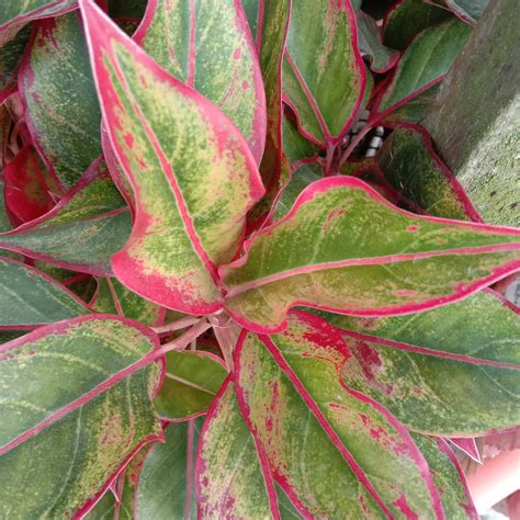 Aglaonema pink and red / Chinese Evergreen | Shopee Malaysia