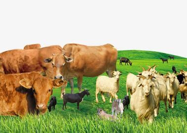 养好肉牛的四大因素