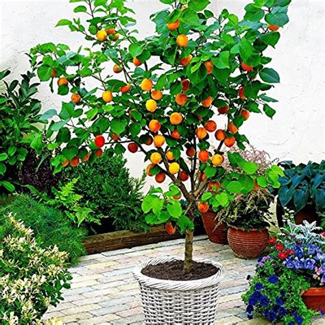 Buy Live Apricot Tree,Grafted 2-3 Years Old Produces Fruit, Prunus ...