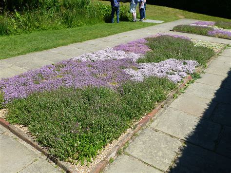 A planting guide for red creeping thyme – Artofit