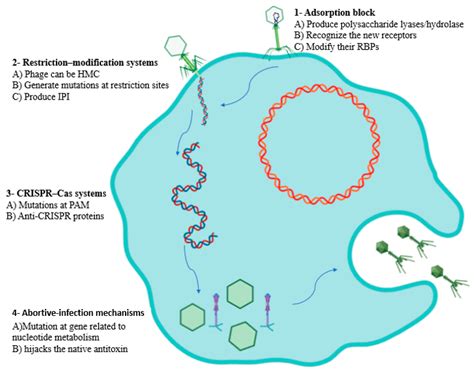 How to Train Your Phage: The Recent Efforts in Phage Training