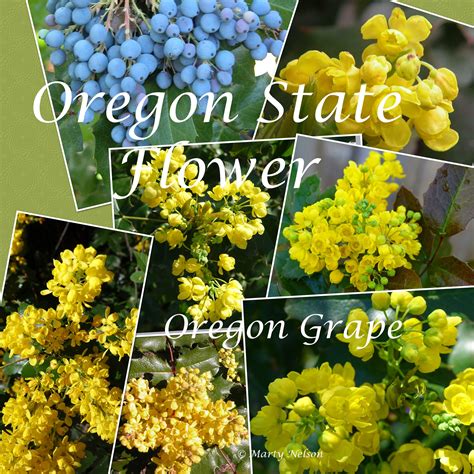 Oregon State Flower