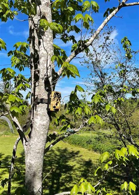 Image result for How to Use a Trail Camera