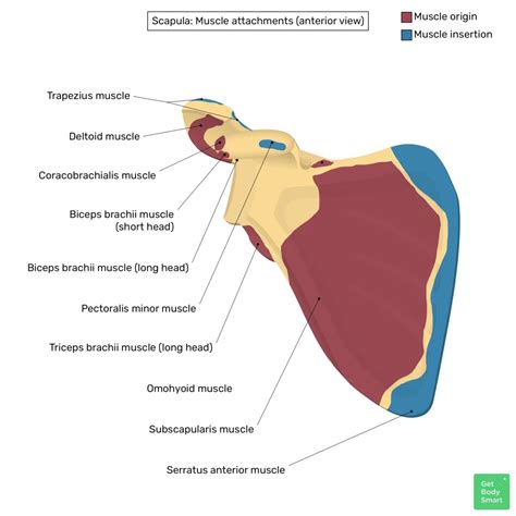Scapula Bone Structure And Function at Joshua William blog