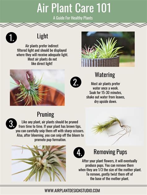 How to Properly Water Air Plants 的图像结果