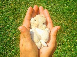 Image result for Jack Rabbit Babies