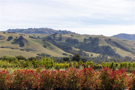 Devil Mountain Wholesale Nursery - Morgan Hill Inventory of CA Native ...