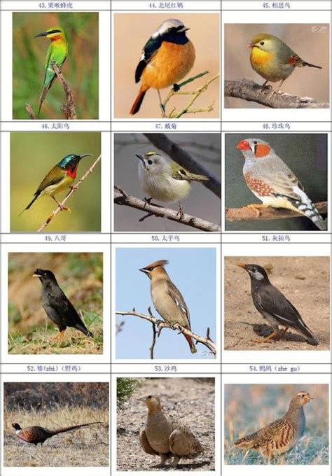 鸟类名称大全500种样子