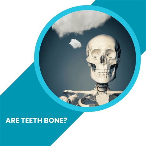 Are Teeth Bone? - ToothFeed