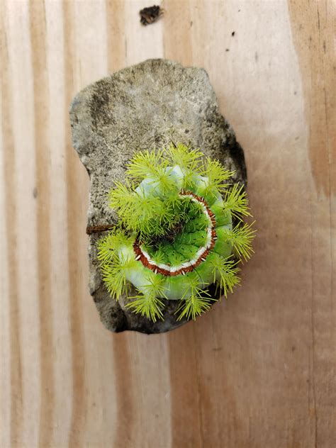 Lo Moth Caterpillar : r/NatureIsFuckingLit