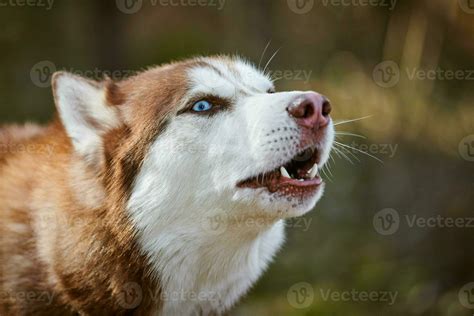 Light Brown Siberian Husky