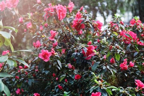 Image result for Springtime Garden